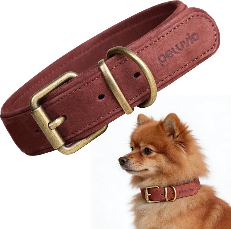 Peluvio Rexor – Hundehalsband aus Leder – braun – XS-S 26,5–31 cm – 2,5 cm breit – verstellbares Halsband aus Rindsleder – Kupferschnalle – für kleine Hunde und Welpen