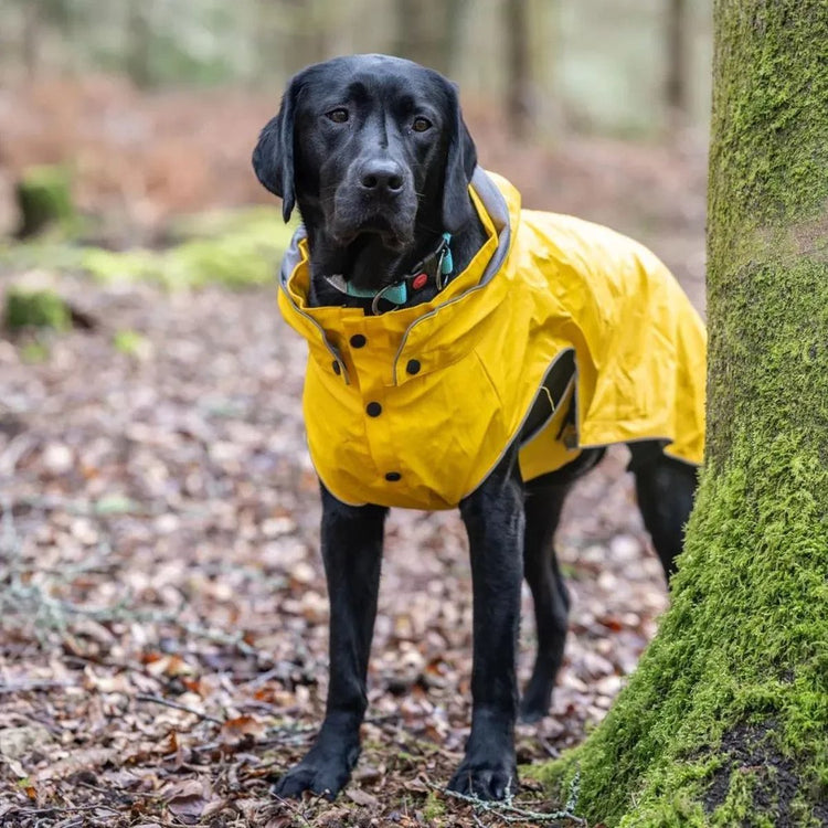 Rukka Pets Rukkapets – trendiger Hunderegenmantel – gelb – Größe 50