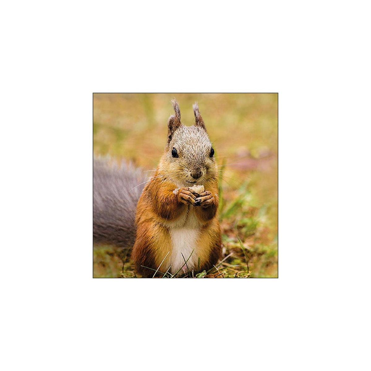 Ambiente Servietten Eichhörnchen 33cm