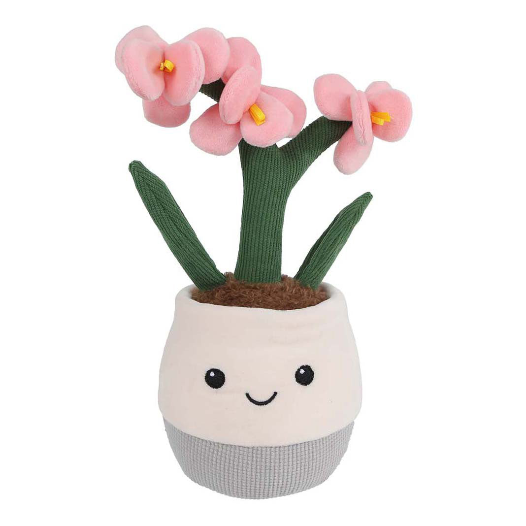 Nimm mich mit nach Hause Pflanze Plüschorchidee L - 23cm