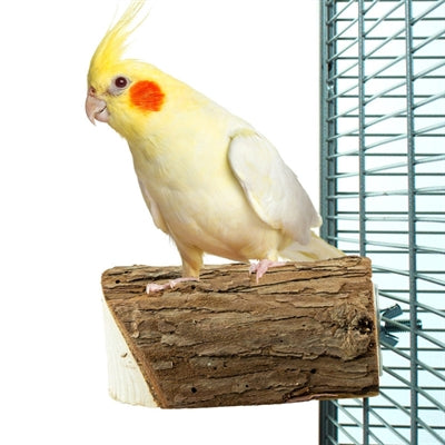 Zurück Zoo Natur Holzscheibe Barsch