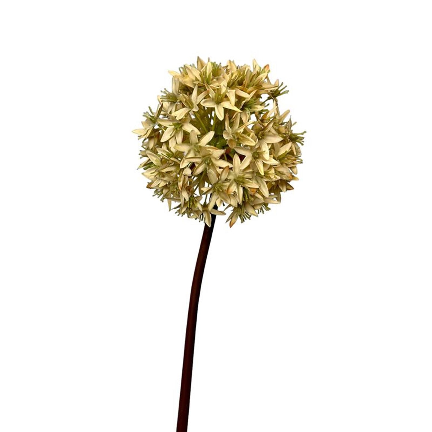 Künstliche Blumen-Alliumzwiebel aus der Roberts-Kollektion, 60 cm, cremefarben