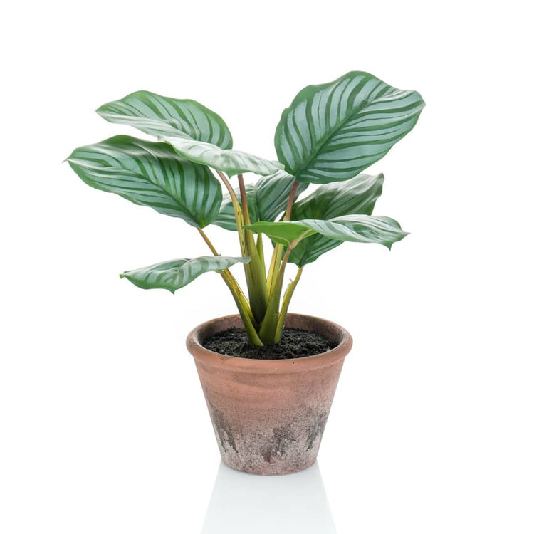 Emerald Smaragdkunstwerk in Topf Terra Calathea Orbifolia 32 cm