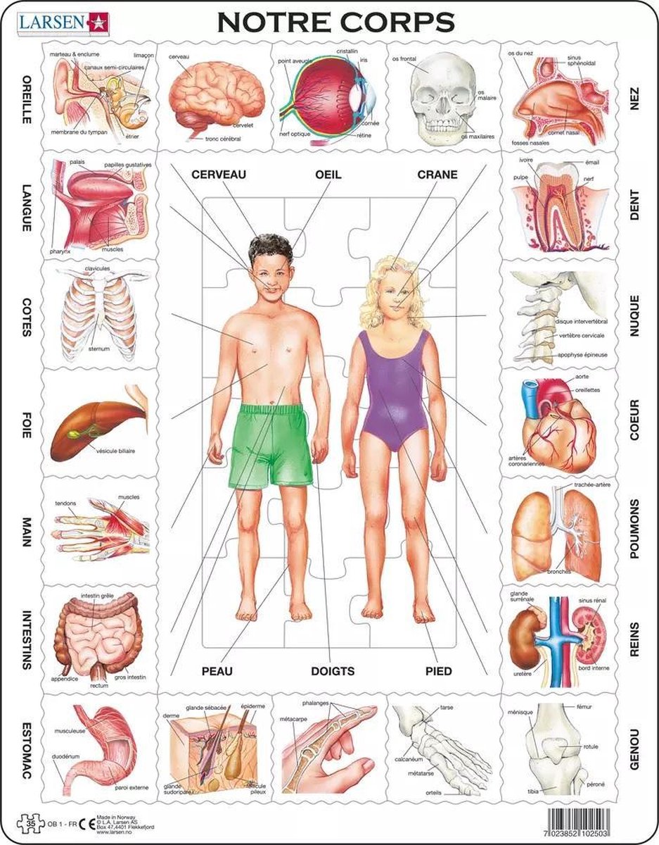 Larsen le corps humain – Puzzle – Corps humain – Anatomie – Puzzle éducatif pour enfants – 35 Teile – hergestellt in Norwegen – Teile mit einer Stärke von 2,5 mm – Plateau mit fester Platte