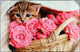 Kangaro Kangaro K-0014D118 Buro Subfunder PP 38x58cm Kätzchen