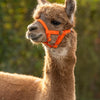 Alpaka-Halfter orange
