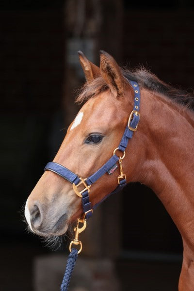 Fohlenhalfter Topline Marineblau