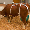 Euternetz komplett
