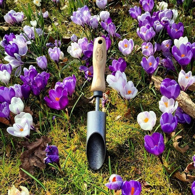 Der weiße Blumenzwiebelpflanzer Krokus-Eschenstiel 140 mm dewhite
