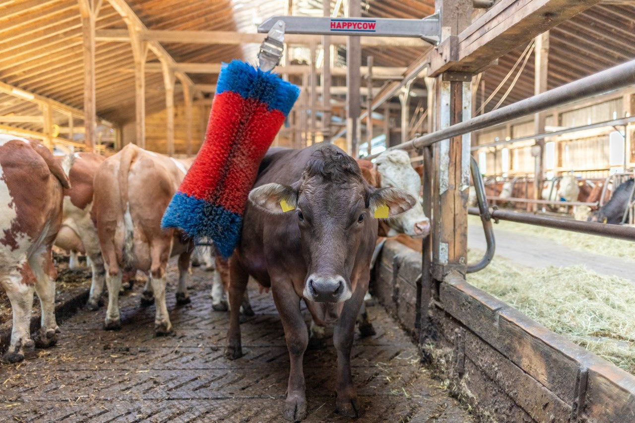 Happycow Viehbürste Freemaxi