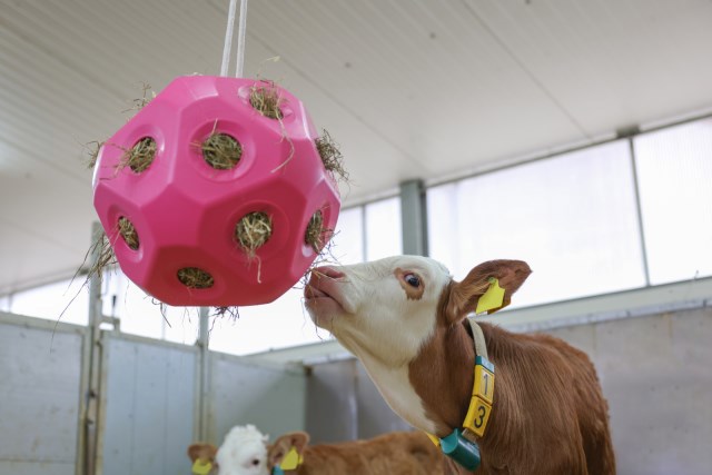 Rosafarbener Spielzeugball zum Füttern