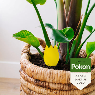 Pokon Bio-Klebefallen gegen Blumenerdefliegen 15 Stk