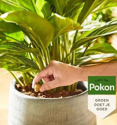 Pokon Terrassenbalkonpflanzen Futterkegel 10 Stk
