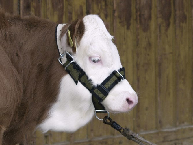 Bullenhalfter aus Nylon mit D-Ring