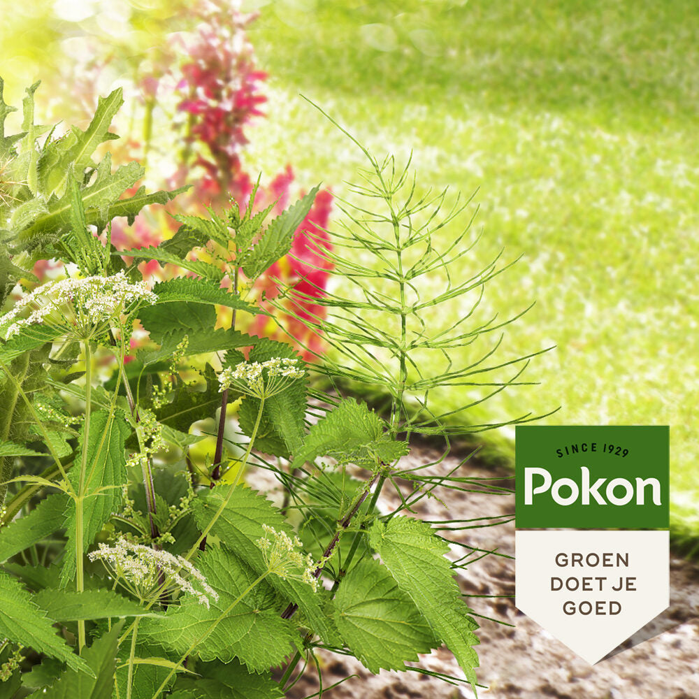 Pokon gegen hartnäckiges Unkraut, Konzentrat 100 ml, Weedex
