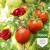 Pokon Bio Anti-Insektenspray 800 ml Polysekt-Gyo-Spray
