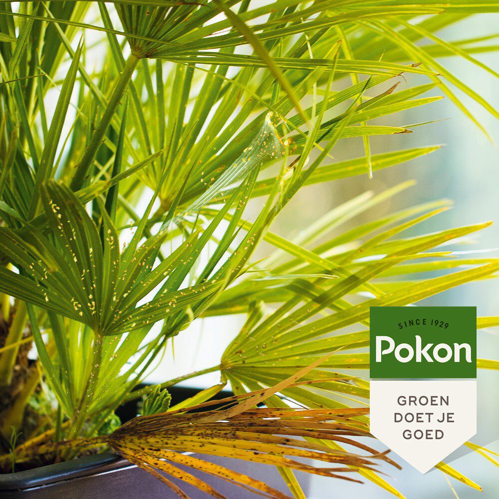 Pokon Bio gegen hartnäckige Insekten, Konzentrat 175 ml, Poly