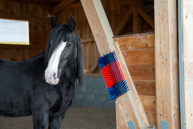 Halbrunde Kuhbürste Rinderbürste Blau-Rot XL