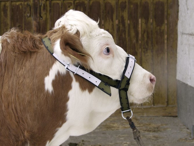 Bullenhalfter aus Nylon mit D-Ring