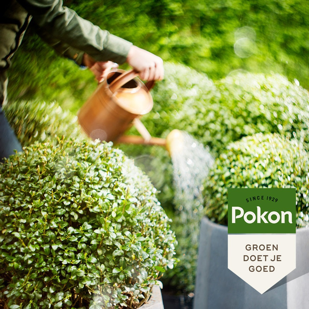 Pokon Bio-Buchsbaum-Ilex-Futter 500 ml