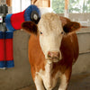 Happycow Kuhbürsten-Duo