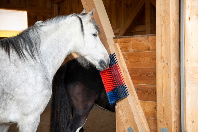 Halbrunde Kuhbürste Rinderbürste Blau-Rot XL