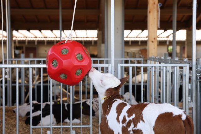 Roter Futterball