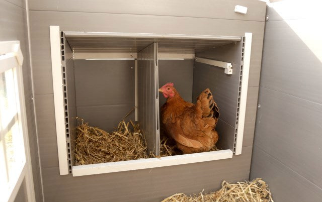 Hühnerstall, umweltfreundlich, stabil, Barney aus Kunststoff