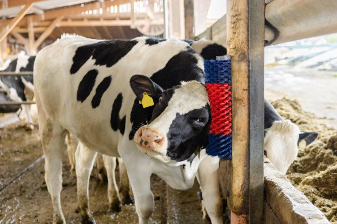 Halbrunde Kuhbürste Rinderbürste Blau-Rot XL