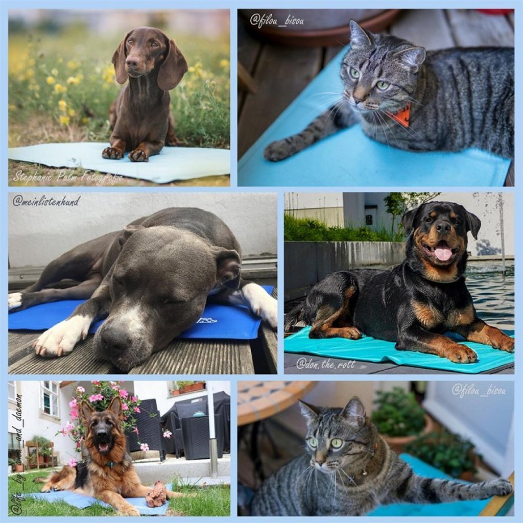Noosli noosli self -cooling coole matte für hunde und katzen 76x103 cm seeblau