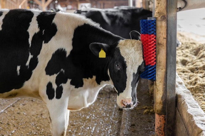 Halbrunde Kuhbürste Rinderbürste Blau-Rot XL