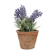 Lavendel
