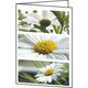 Grußkarten Sigel DC171 Blumen universal 220 g m² sortiert 25 Stück