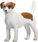 Mojo Ackerland Jack Russell Terrier 387286