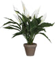 Künstliche Glimmerdekorationspflanze – Spathiphyllum-Löffelpflanze – weiß – H50 x T40 cm