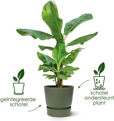 Elho Greenville Round 20 – Blumentopf für den Außenbereich mit Wasserreservoir – 100 % recycelter Kunststoff – ø 19,5 x H 18,4 cm – weiß