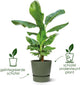 Elho Greenville Round 20 – Blumentopf für den Außenbereich mit Wasserreservoir – 100 % recycelter Kunststoff – ø 19,5 x H 18,4 cm – weiß