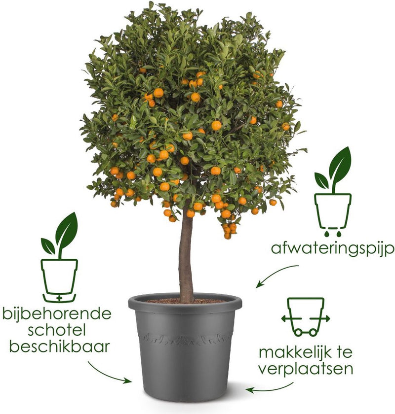 Elho Algarve Cilindro 30 cm – großer Blumentopf für den Außenbereich – 100 % recycelter Kunststoff – Anthrazit