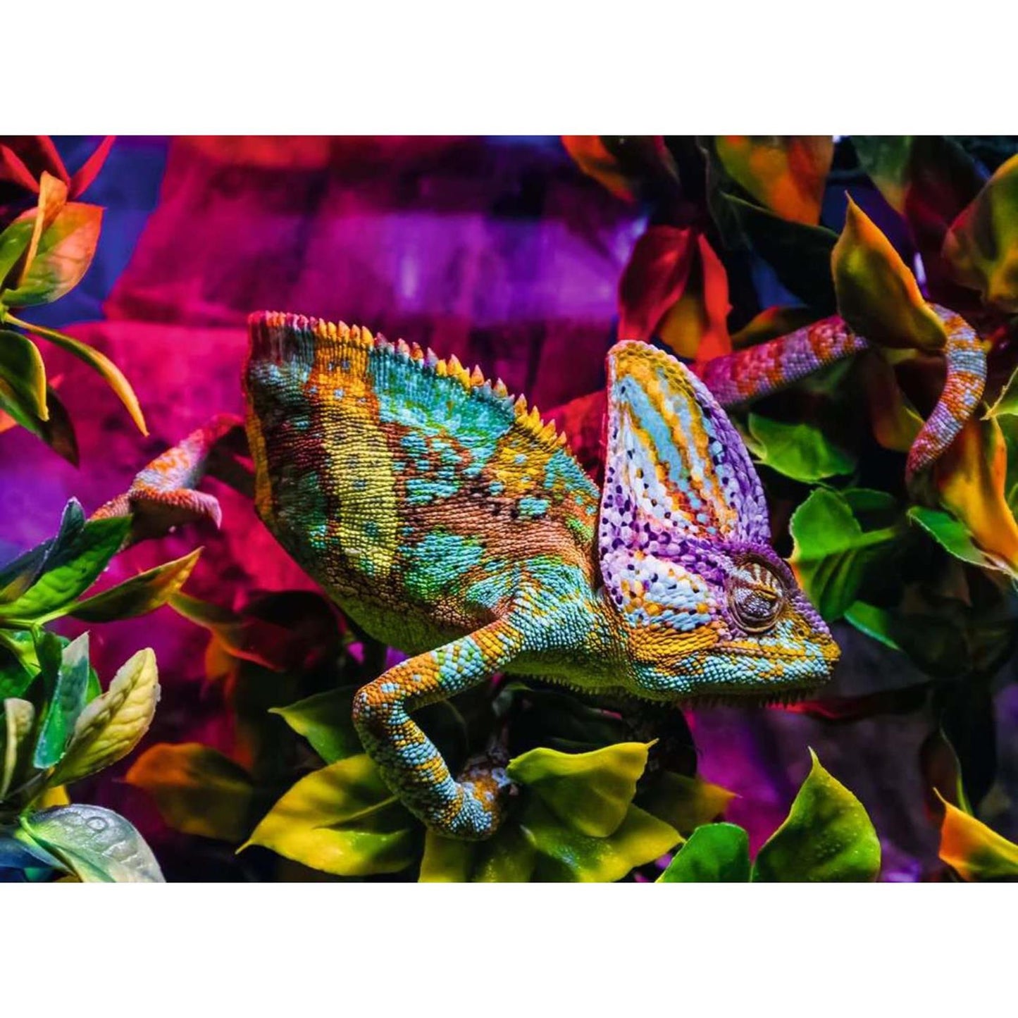 Ravensburger Jigsaw Puzzle Buntes Tiere Chameleon, 500st.