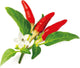 Click Grow Click Grow Nachfüllung Red Hot Chili Pepper 3 Stück
