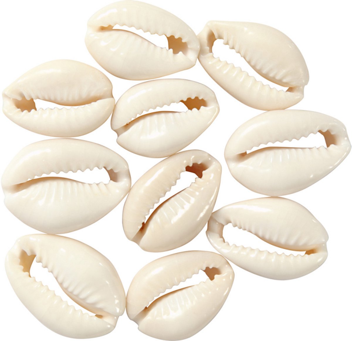 Creativ Company Shells White, 12st.