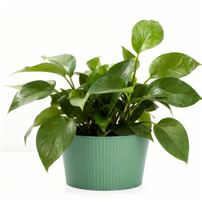Arti casa Blumentopf – 25 x 14 cm – Pflanztopf für Blumen und Zimmerpflanzen – Grün