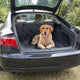 Duvo plus - Tierdecke - Hund - gemütliche Kofferschutzdecke 147x120cm schwarz - 1St