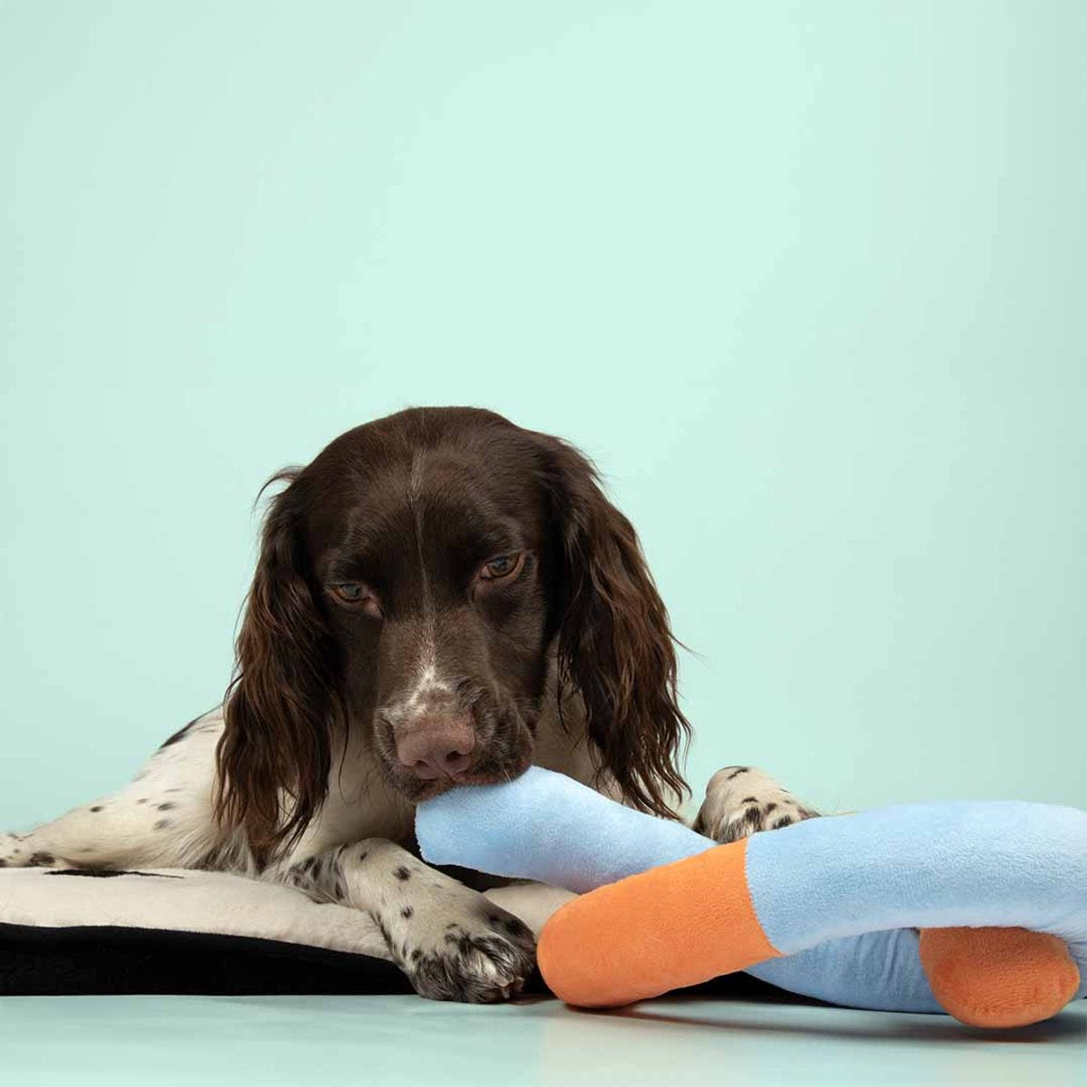 Coockoo Hundespielzeug Kuschelschlange gemischte Farben 32x20x10cm