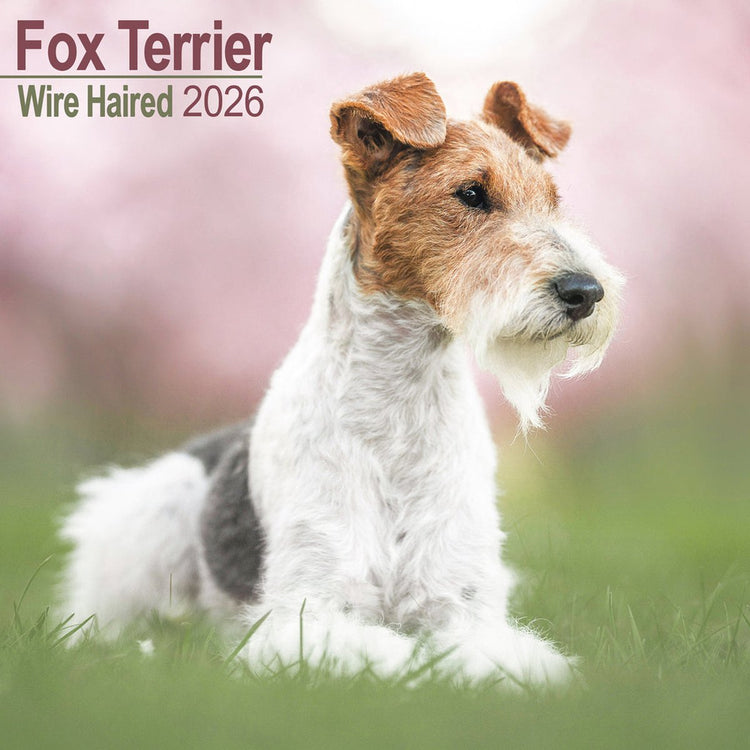 Avonside Foxterrier Rauhaarkalender 2026