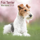 Avonside Foxterrier Rauhaarkalender 2026