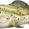Mojo Vorgeschichte Dunkleosteus 387374