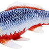 Mojo Sealife Koi Karpfen - Asagi Koi - 381100