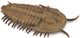 Collecta-Figur – Redlichia Rex Trilobit – (l) – Vorgeschichte – handbemalt – Miniatur