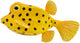 Collecta Figur - Gelber Kofferfisch - (s) - Meerestiere - handbemalt - Miniatur